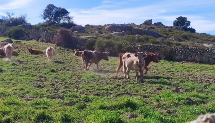 Vacas en el campo
