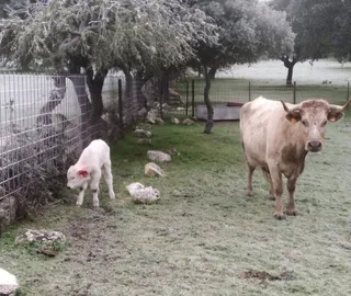 Ataque del lobo en Fuentes de Sando