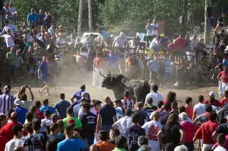 Celebración del festejo del Toro de la Vega de Tordesillas (Valladolid). ICAL
