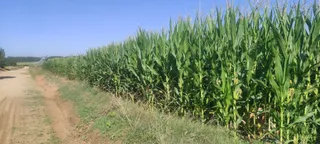 Campos de maíz. Foto Salamanca24horas