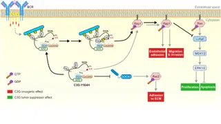 Identifican el doble efecto de la proteína C3G en el linfoma de tipo B | Centro de Investigación del Cáncer / (CIC-IBMCC)