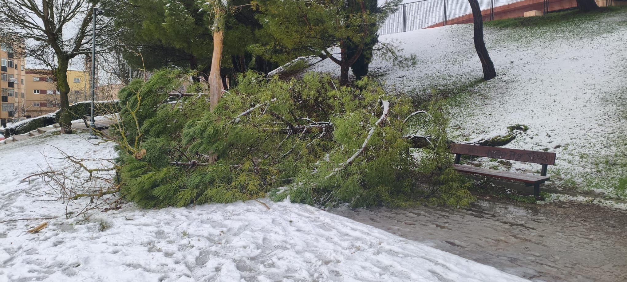 Un árbol cae en el barrio de la Chinchibarra