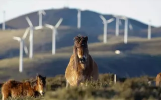 Caballos para la venta de carne. Foto EP