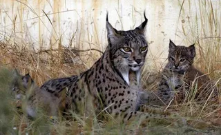 Lince ibérico en una imagen de archivo.