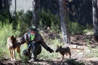 Lobos en el Centro del Lobo Ibérico de Castilla y León. Foto José Luis Leal ICAL