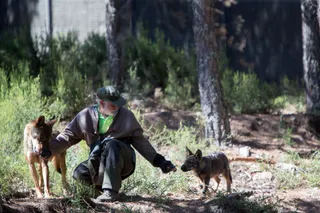 Lobos en el Centro del Lobo Ibérico de Castilla y León. Foto José Luis Leal ICAL