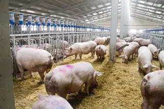 Granja de porcino