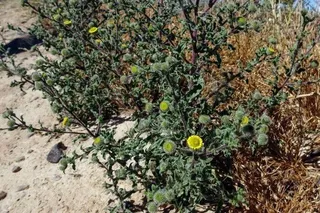 Descubiertas especies naturales "muy raras" en Lerma