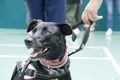 Un perro con su dueño