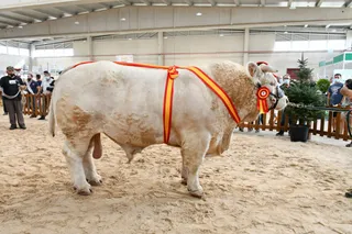 Jacson, campeón del concurso de charolés | Foto: Salamaq