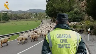 La Guardia Civil investiga al propietario de un rebaño de ovejas por abandonar a los animales provocando hasta 11 accidentes