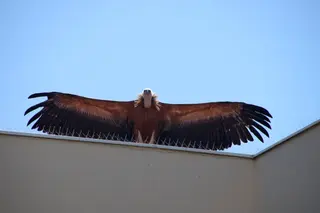El buitre abriendo las alas sobre el tejado de una vivienda de Cabrerizos