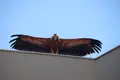 El buitre abriendo las alas sobre el tejado de una vivienda de Cabrerizos