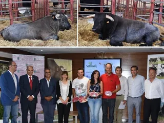 Morucha y Avileña Negra presentan sus credenciales autóctonas