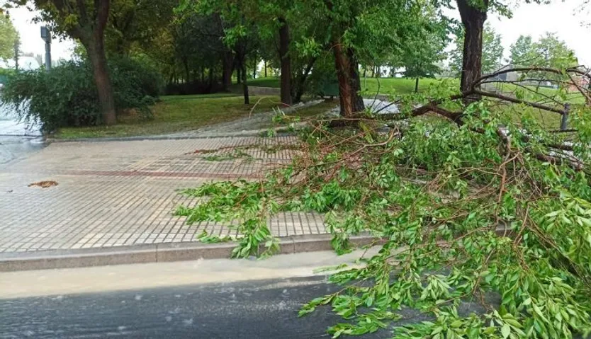 Caída de un árbol en las inmediaciones del Multiusos Sánchez Paraíso. Foto SALAMANCA24HORAS. (1)