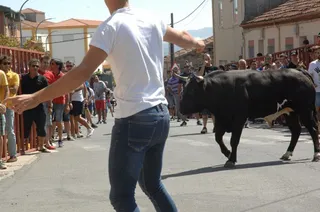 Toro del Cajón en Guijuelo