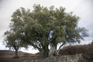 Olivo milenario. San Esteban de la Sierra 1 FILEminimizer