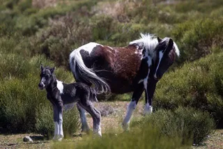 Caballos. Foto Jorge Armestar | EP