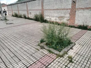 Situación que denuncian desde Ciudadanos