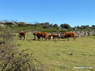 Explotación ganadera en Salamanca