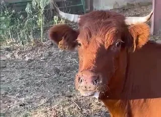 Vaca con síntomas de EHE en una explotación de Cipérez