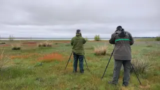 Avistamiento de aves migratorias. Foto JCyL