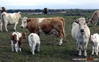 El precio de los toros y las vacas no se mueve en la subida del bovino de carne