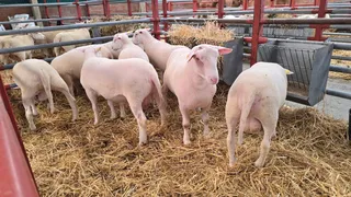 Animales en el mercado. Archivo