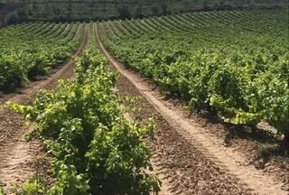 Viñedos. Foto de archivo