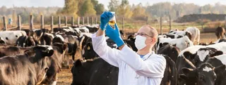 La mejora en sanidad animal permite a Castilla y León consolidar su posición como exportadora de carne de vacuno