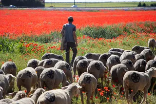Un rebaño de 1.400 ovejas transita estos días por Castilla y León para reivindicar la trashumancia