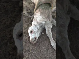 Ataque de buitres en Barruecopardo, Salamanca