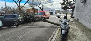 Árbol caído en la avenida de las Artes | S24H