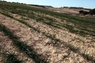 Agricultores y ganaderos, en graves problemas por la sequía. Foto de archivo