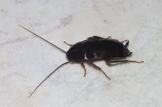 Cucaracha. Foto EP