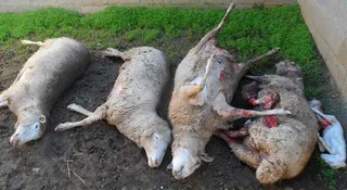 La Junta destina 180.000 euros a paliar los daños causados por el lobo