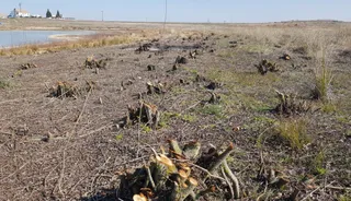 Desbroce, limpieza y poda en el Azud de Riolobos
