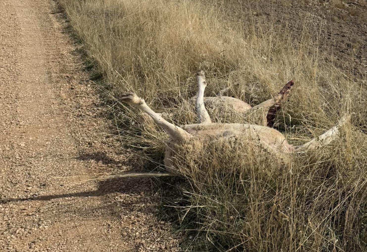 Ataque lobos en Topas