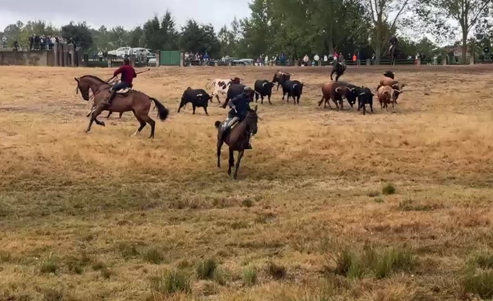 Peligroso Apartado De Los Novillos De Rollanejo En Aldead&aacute;vila De La Ribera