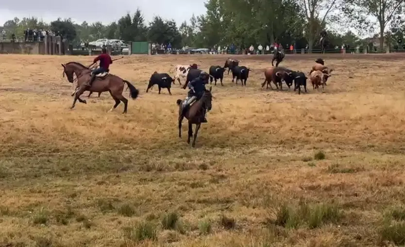 Peligroso Apartado De Los Novillos De Rollanejo En Aldeadávila De La Ribera