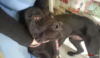 Piden una solución para los animales abandonados en los pueblos