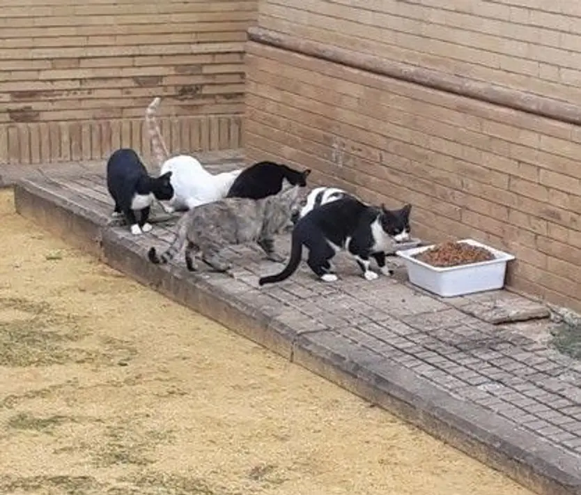 Gatos. Foto EP