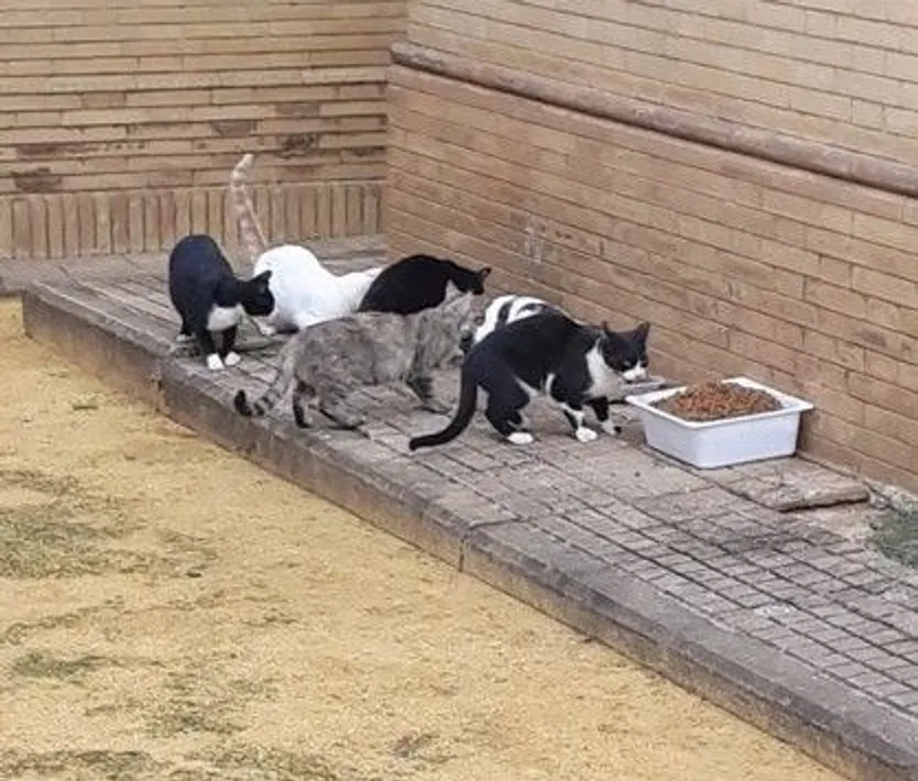 Gatos. Foto EP