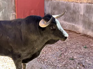 imagen de archivo, toro antes del espectáculo taurino