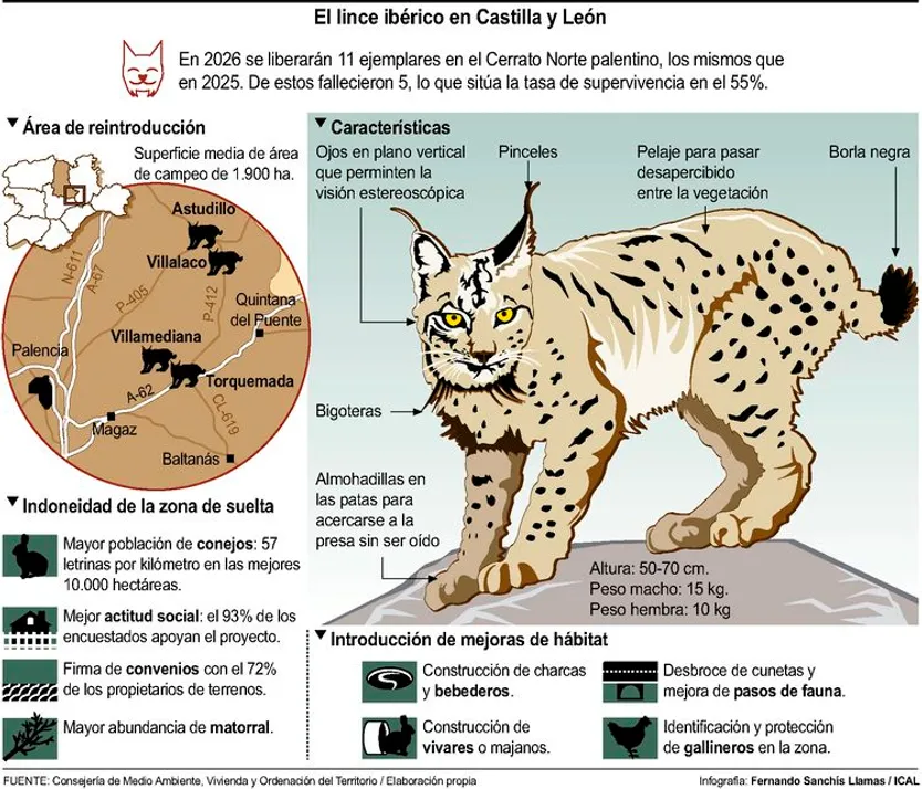 Infografía del lince ibérico en Castilla y León