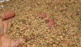 Lentejas cosechadas en La Armuña