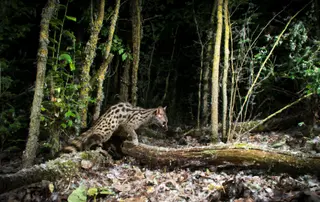 Gineta En El Bosque De Cabrerizos. Imagen Autoría De Víctor Manuel Pedraz Sierra