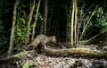 Gineta En El Bosque De Cabrerizos. Imagen Autoría De Víctor Manuel Pedraz Sierra