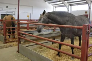 Recinto ferial FUG. Vigesimonoveno Concurso Morfológico y Funcional de Caballos.