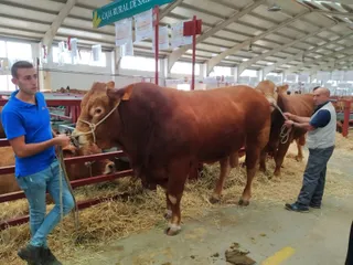 Presentación de animales a la subasta de razas puras